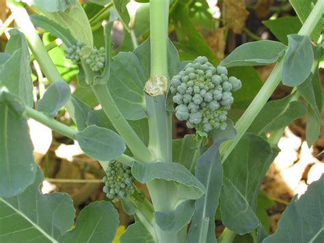 When to Harvest Broccoli? - Gardenerd