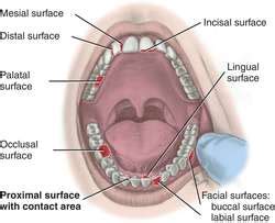 Proximal | definition of proximal by Medical dictionary