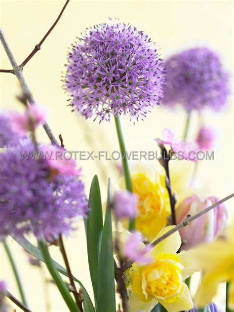 MISCELLANEOUS ALLIUM ‘GLADIATOR‘ 20/22 CM. (15 PKGS.X 1) | Rotex ...