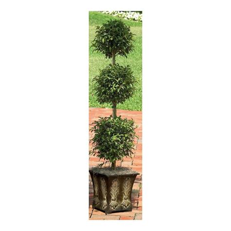 Eugenia Topiary (L20938hp) Lowes.com | Eugenia topiary, Topiary, Plants