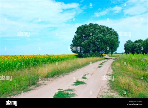 Country sandy road with field of sunflowers and green grass on ...