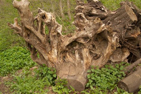 dead tree, root, biosphere, nature, plants by basquiat79 on deviantART