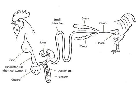 Chicken Digestive System