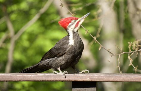 214 best Pileated Woodpecker images on Pholder | Birding, Birdpics and ...