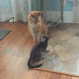 Cats Fighting GIF - Find & Share on GIPHY