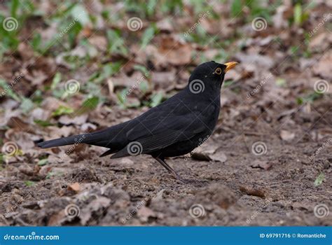 Black Thrush Bird Stock Photography | CartoonDealer.com #93680486