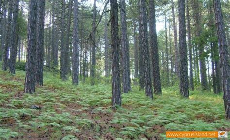 Troodos National Forest Park | Cyprus Island