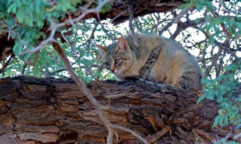 From Wild Cats to Adventure Felines | U.S. Department of the Interior