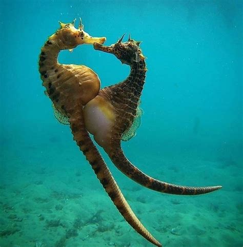 Cavalo Marinho - Conheça o peixe Mais Romântico do Mar