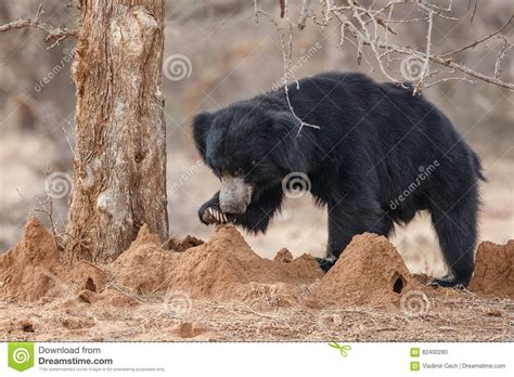 Very Rare Sloth Bear Male Search for Termites in Indian Forest Stock ...