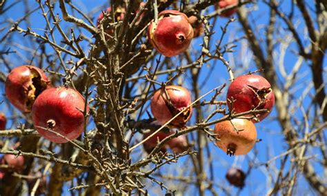 Pomegranate Tree: A Festive Winter Harvest | Epic Gardening