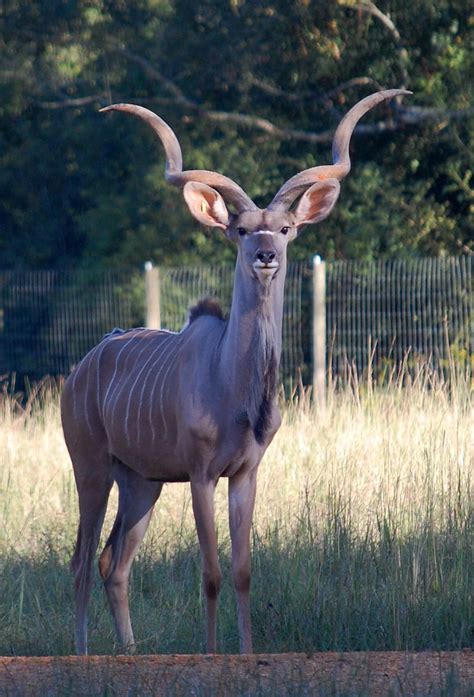 Alabama Safari Park is set on 350 acres and features animals from all ...