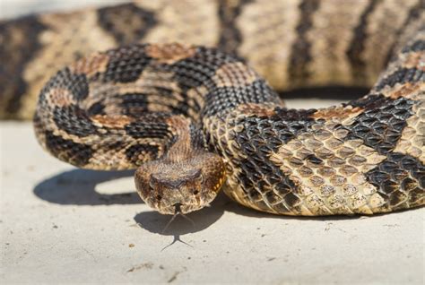 Canebrake Rattlesnake defensive posture | Roads End Naturalist