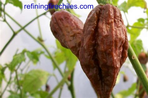 Chocolate Bhut Jolokia | Super Hot Chiles