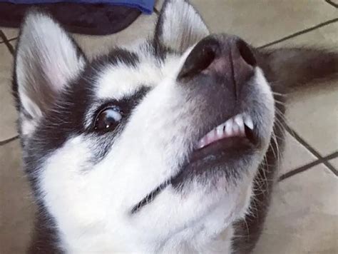 35 Best Siberian Husky Memes of All Time | The Paws