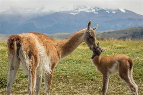 5 Fascinating Facts About Guanacos