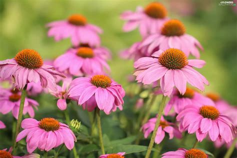 echinacea, Flowers, rapprochement, Pink - Flowers wallpapers: 2048x1365