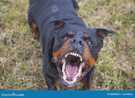 Angry Rottweiler Attack