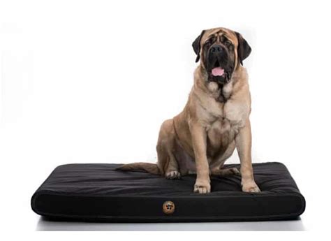 The Best Chew Proof Dog Beds For Your Rescue Dog