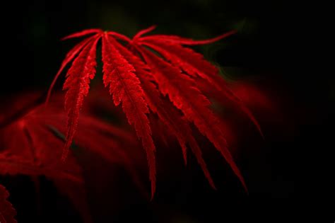 Red Leaves HD Wallpapers on WallpaperDog