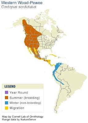 Birding Is Fun!: eBird Maps - Western Wood-Pewee Migration Pattern