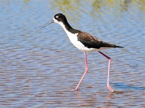 “Hawaiian Stilt” – birdfinding.info