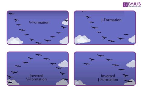 Why Do Birds Fly In a V Format? - Bird Flight, Mechanism, V-formation