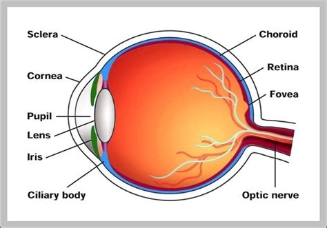 Human eye diagram for kids - Graph Diagram