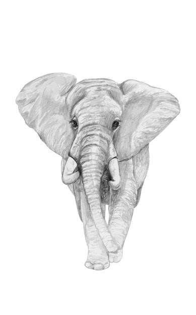 Premium Vector | Pencil drawing of an elephant