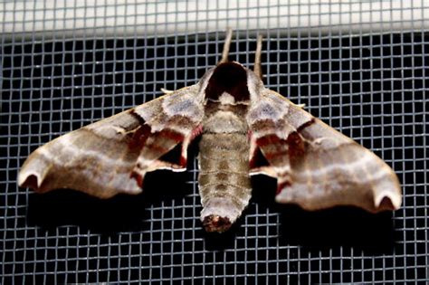 large brown moth - Smerinthus jamaicensis - BugGuide.Net