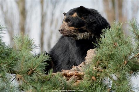 Interesting facts about spectacled bears | Just Fun Facts