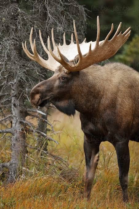 🔥 muscular male bull Moose : r/NatureIsFuckingLit