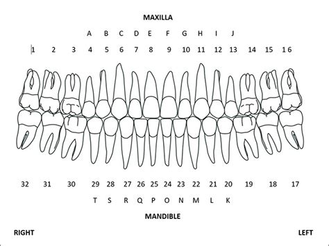 Teeth Diagram Numbers