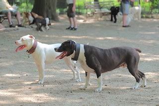 dogs | Riverside Park Dog Run | susanjanegolding | Flickr