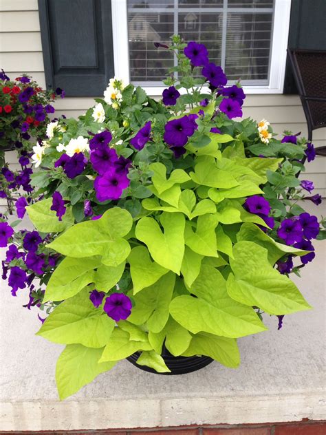 Vibrant Purple Waves and Gorgeous Flowers at TC FFA Greenhouse