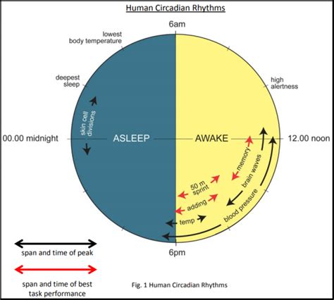 Describe the Shift in Circadian Rhythms That Occurs During Puberty