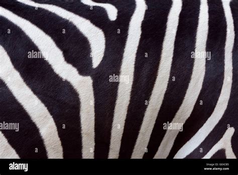 Close-up of Skin of Zebra Stock Photo - Alamy