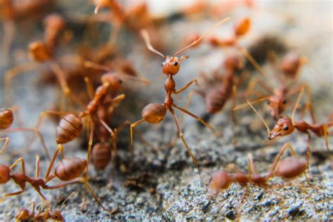 Red Imported Fire Ants (Solenopsis invicta) - The Lazy Naturalist ...