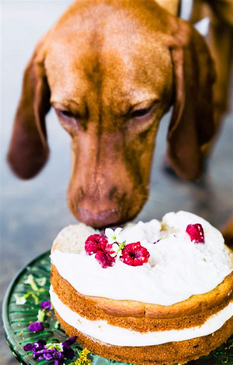 Healthy Dog Cake Recipe (Gluten-Free) - Cotter Crunch