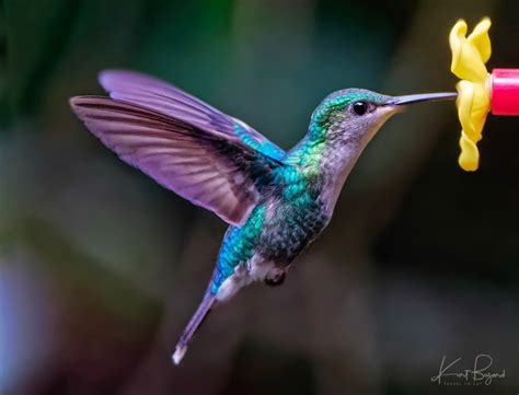 Female Sapphire-Throated Hummingbird (Lepidopyga coeruleogularis confis ...