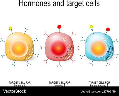 Hormones receptors and target cells Royalty Free Vector