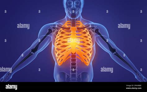 Human skeleton rib cage anatomy Stock Photo - Alamy