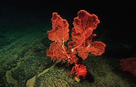 Deep Ocean Plants Deep-sea corals : woods hole | Ocean plants, Sea plants, Water plants