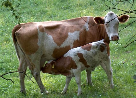 File:Cow and calf.jpg - Wikimedia Commons