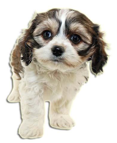 Cavachon Names - List of 250 Best Cavachon Names - Cavachon Breed