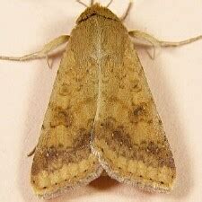 Moth Photographers Group – Helicoverpa zea – 11068