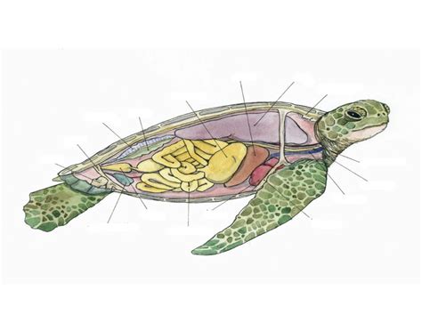 Sea Turtle Anatomy Quiz