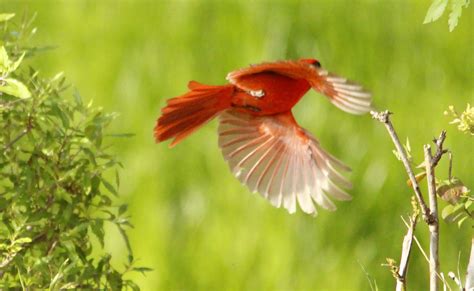 Fotos gratis : cardenal, pájaro, pico, ala, fauna silvestre, Coraciiformes, planta, cola, Pájaro ...