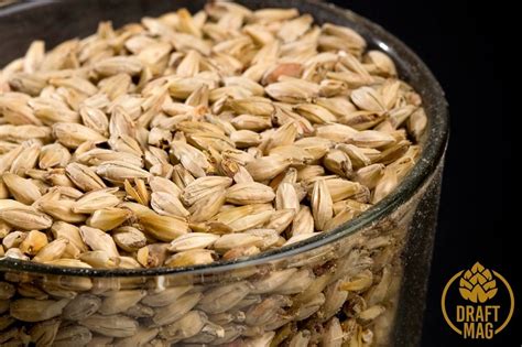 How to Malt Barley - A Step-by-Step Guide to Perfect Beer Malts