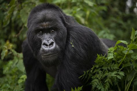 A crowded mountain can make silverback gorillas more violent | AP News